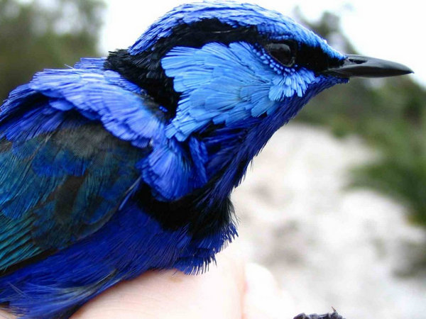 Голубая птица Гауя